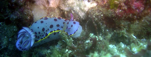 Nudibranch at Julian Rocks, Byron Bay