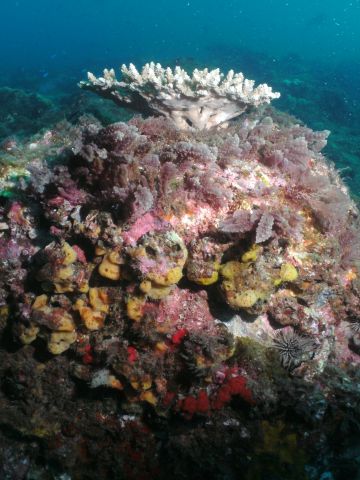 Acropora Table Coral