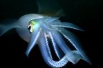 Squid (Sepiotheutis sp)