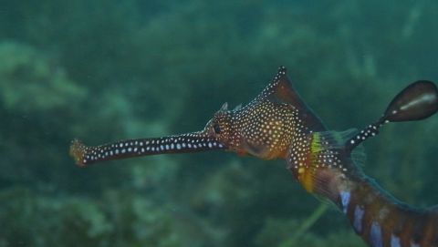 Weedy Sea Dragon