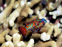 A Mandarinfish couple at New Ireland, Papua New Guinea.