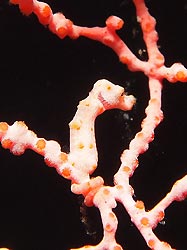 Pygmy Seahorse. New Ireland, Papua New Guinea.