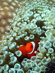 Spine-cheek Anemonefish at New Ireland, Papua New Guinea.