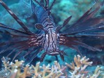 Lionfish