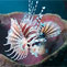 Lionfish in tube sponge