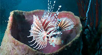 Lionfish in tube sponge