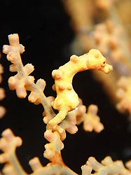 Pygmy Seahorse, Milne Bay, Papua New Guinea