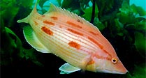 Pigfish