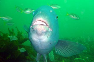 Male Eastern Blue Groper