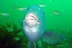 Male Eastern Blue Groper