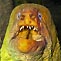 Green Moray 