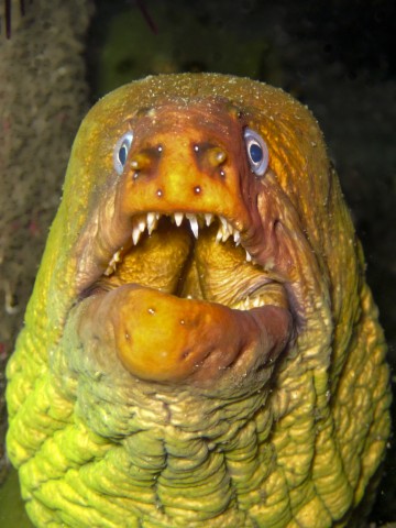 Green Moray 