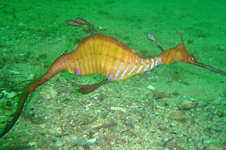 Weedy Sea Dragon