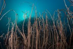 Lizard Island dive site