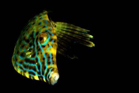 Scrawled Filefish