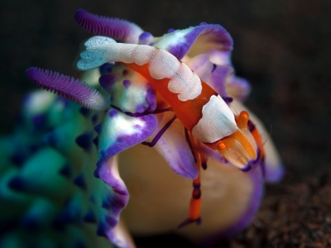 Emperor Shrimp on Mexichromis sp.