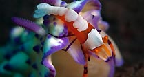 Emperor Shrimp on Mexichromis sp.