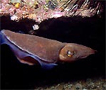 Cuttle Fish