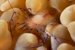 Bubble Coral Shrimp