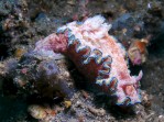 Chromodoris albapunctata