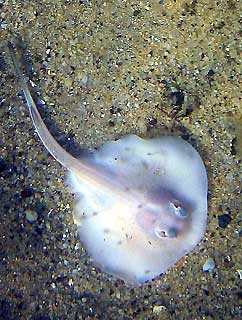 Juvenile Stingaree