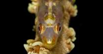 Goby