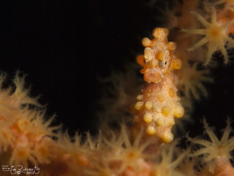 Pygmy Sea Horse Yellow