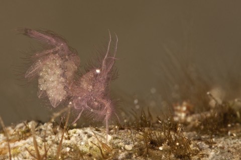 Hairy Shrimp (with eggs)