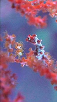 The tiny Pymgy Seahorse