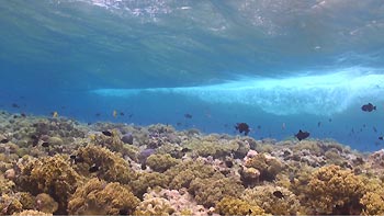 Waves breaking over the top of the reef.