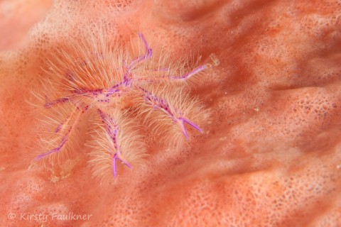 Hairy Squat Lobster