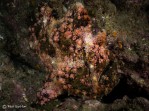 Frogfish