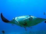 Manta Ray