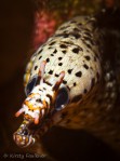 Dragon Moray