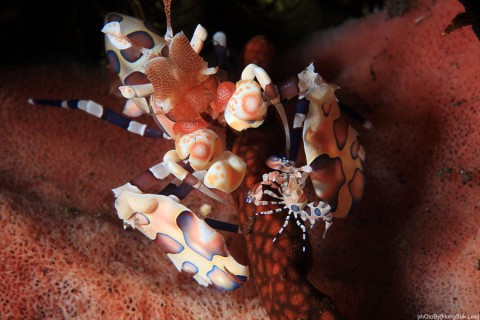 Harlequin shrimps