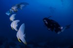 Diver and Batfish