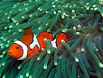 Clownfish