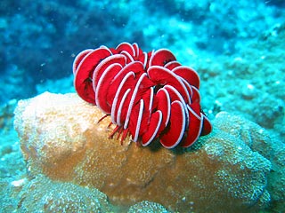 Feather Star