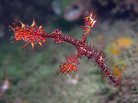 Ornate Ghost Pipefish