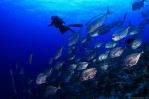 Trevally of Palau