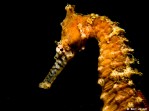 W.A Seahorse