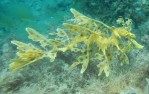 Leafy Seadragon