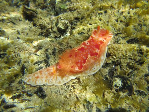 Nudibranch