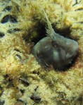 Cute Blenny