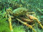 Spider Crab