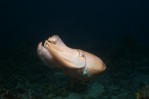 Colourful Cuttlefish