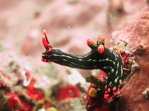 Posing Nudibranch