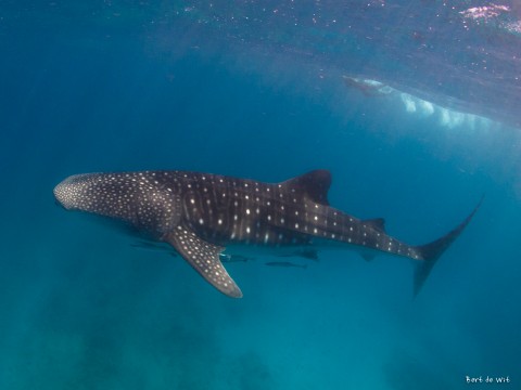 Little whale shark