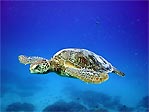 Green Turtle