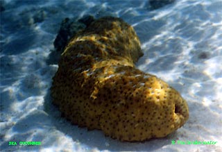 Sea Cucumber